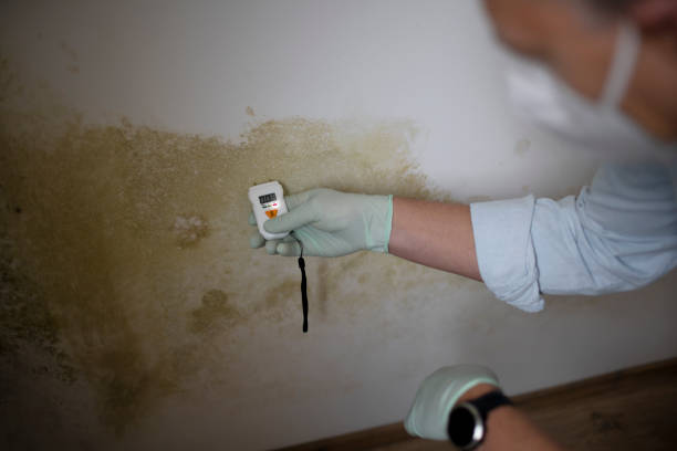 Best Mold Testing and Inspection Services in Lincoln, CA