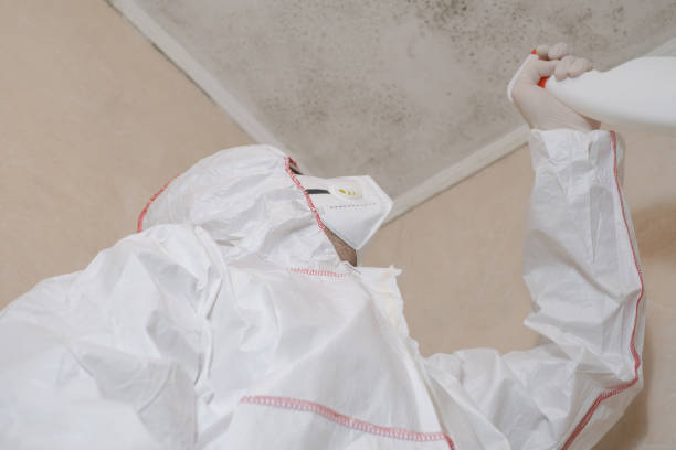 Best White Mold Remediation in Lincoln, CA