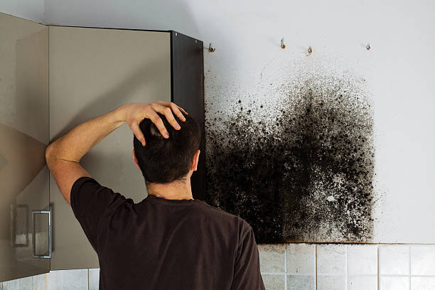 Best Residential Mold Remediation in Lincoln, CA