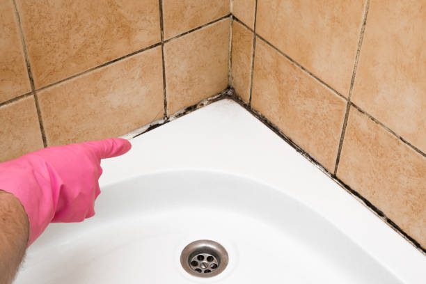 Best Kitchen Mold Remediation in Lincoln, CA